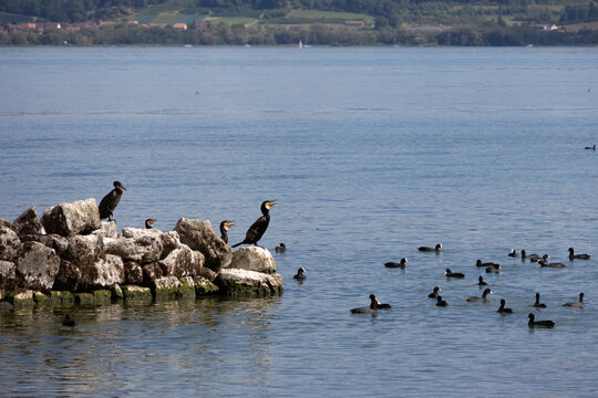 Cormorants perch on rocky outcrop near calm lake waters