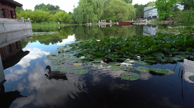 Right to Left Pan of Garden Pond With Duck and Lily Pads 