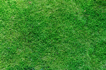 Obraz premium Lush vibrant green moss texture covering the ground in a serene natural forest, ideal for creative backdrops