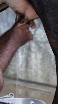 Manual milking of cow into metal bucket on farm