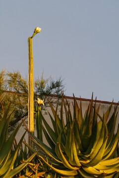 blooming of the torch cactus flower