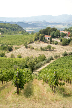 Picturesque rural Italian vineyard landscape with grapevines of Colli Euganei hills near Passo del Vento