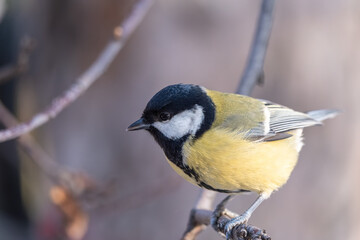 Cute bird Great tit, songbird sitting on a branch without leaves in the autumn or winter. © Dmitrii Potashkin
