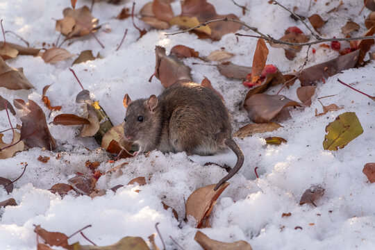 Brown rat is eating seeds sitting on the snow