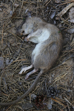 A dead rodent, a small rat, is lying on the ground.