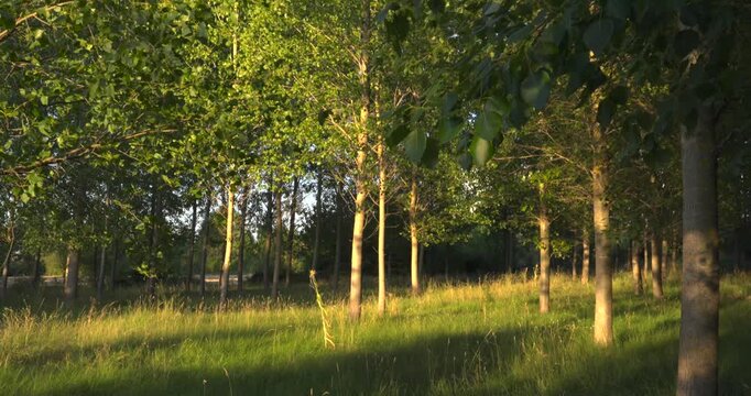 Moving shadow casting over lush poplar plantation
