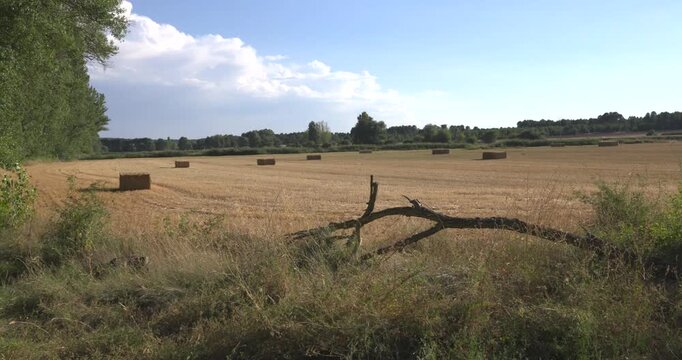 Rural landscape with hay bales in a mowed field