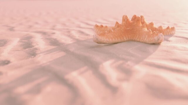 A shell lays on the sand as the sun sets, casting gentle shadows on the textured surface. The beach is calm and quiet, showing patterns in the sand made by the tide.