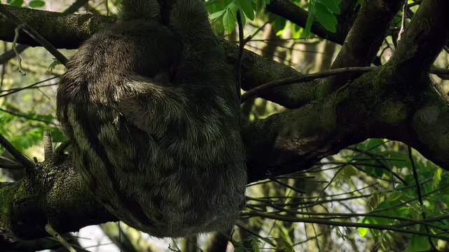 Three-toed sloth hanging upside down on a mossy tree branch in lush forest