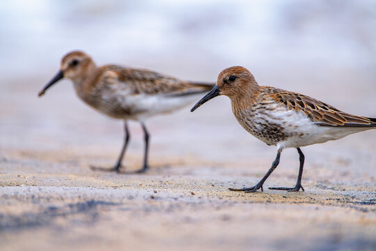 Dunlin, calidris alpina feeding on the beach sand.