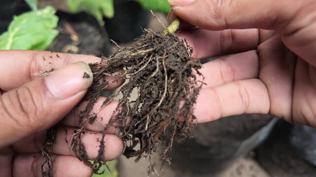 Examining plant roots with soil.