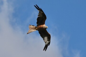 Obraz premium Red Kite Soaring Over Open Sky