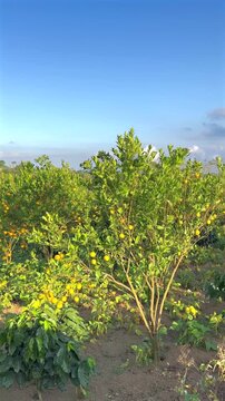 Golden-hour citrus orchard in highlands: ripe mandarins with a misty volcano and village rooftops beyond, authentic highland harvest and rural Balinese life.