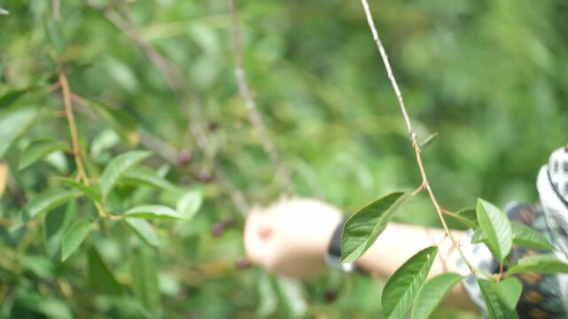 Picking cherry from branch. Female hand picking ripening cherry fruits hanging on a cherry tree branch. 