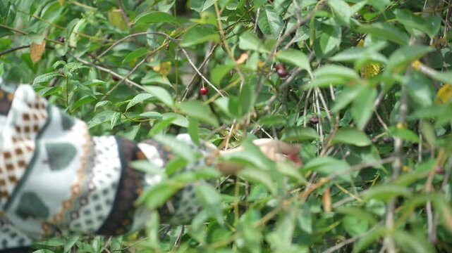 Picking cherry from branch. Female hand picking ripening cherry fruits hanging on a cherry tree branch. 