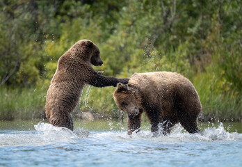 Older bear cub playing with mom in the water © feeferlump