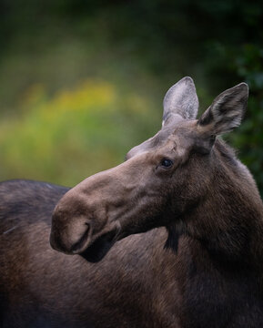Close up head shot of a female moose