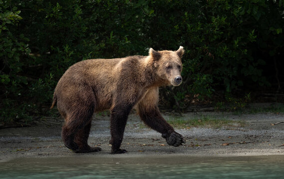 Alaskan brown bear walking on a shoreline