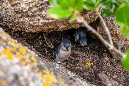 Two Little Penguins (Eudyptula minor) sheltering in a rock burrow near Bicheno, Tasmania