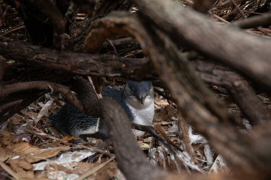 Little Penguin (Eudyptula minor) resting in a natural burrow near Bicheno, Tasmania