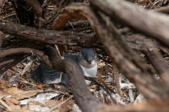 Little Penguin (Eudyptula minor) resting in a natural burrow near Bicheno, Tasmania