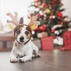 Dog wearing reindeer antlers lying on floor at home. Jack russell terrier in christmas costume under decorated tree with gifts. Pet and holiday celebration concept © Tatyana Gladskih