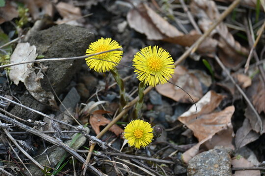 Three Yellow Coltsfoot Flowers Blooming on Stony Forest Floor, Medicinal Tussilago Farfara Wildflowers Growing from Dry Leaves, Close-up Macro Nature Botanical Photography Background