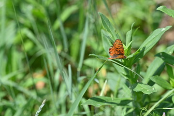 Orange butterfly perched on a green plant leaf in a bright grass meadow field © Ljiljana
