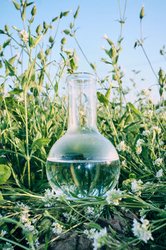 Glass flask containing liquid sitting in field of green plants and white flowers