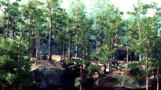 Green trees grow among rocks in a forest setting. Sunlight filters through the branches, creating a natural scene. The area is quiet and filled with the sounds of nature.