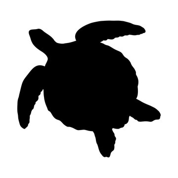 Sea turtle silhouette top view swimming marine animal