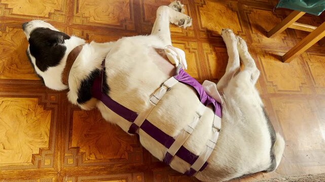 A recovering Central Asian Shepherd rests in a post-surgery harness on a wooden floor. The vulnerable pet lies quietly indoors. This poignant, sad scene feels touching and somber.