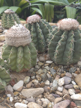 Turk's cap cacti with pink woolly crowns in a garden