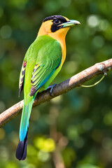 Obraz premium The Most Beautiful & Colorful Bird on a Flower Tree! 😍🐦🌸”