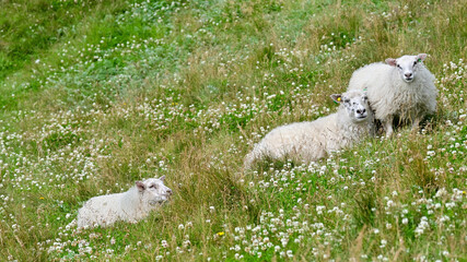 A sheep and two lambs resting and grazing on vibrant green grass in the Westfjords of Iceland on a peaceful summer day, surrounded by colorful natural vegetation. © Asanee