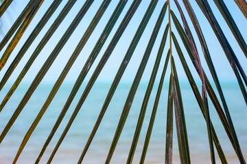 A close up perspective shot of palm tree frond leaves with a blue ocean horizon background. Minimalist tropical nature backdrop, summer vacation beach resort. © Natalia