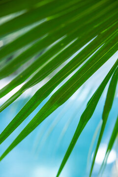 Detail Palm tree leaf background with copy space