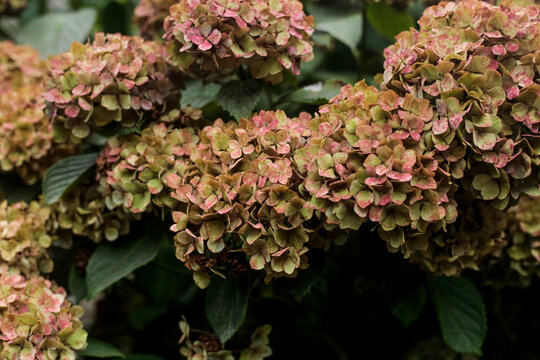 Pink and green hydrangea flower clusters