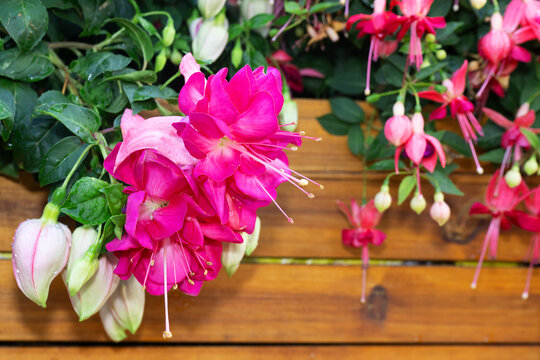 The Underskirts of Bella Rosella Fuchsia.