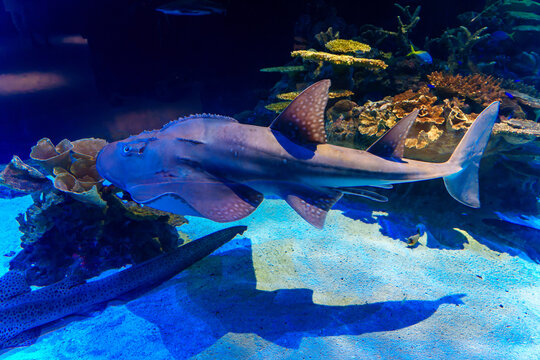 Zoo Aquarium Fish 4