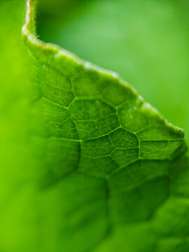Close-up macro view of a fresh green leaf showing detailed veins, organic cellular structure and natural texture, photographed outdoors on June 14, 2026. 