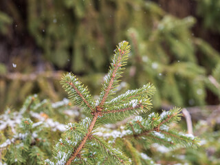 Green fir branches in winter covered with snow © Dmitrii Potashkin