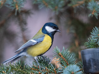 Cute bird Great tit, songbird sitting on the fir branch © Dmitrii Potashkin