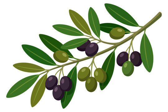 A branch with green and black olives and leaves, vector illustration