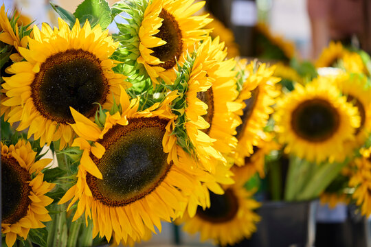 Large yellow sunflowers arranged together in seasonal display