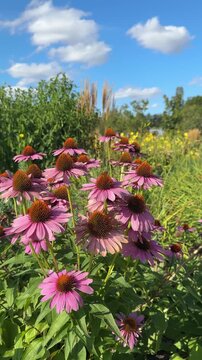 Pink echinacea in full bloom growing in flower garden in summer at daytime on a summer day under bright blue sky. Purple coneflower herb famous antioxidant , medical plant used for treatment diseases