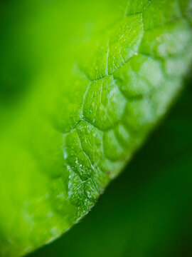 Close-up macro view of a green leaf showing fine surface texture, veins and organic structure, photographed outdoors on June 14, 2026. Extremely shallow depth of field creates a soft abstract green bo