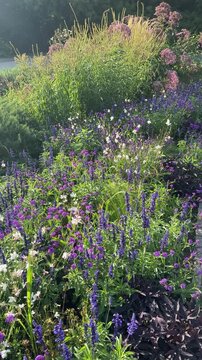 Blooming flower meadow with violet, purple, lilac and white different plants and herbs growing in garden meadow on a sunny summer day. Growing flowers and herbs, gardening