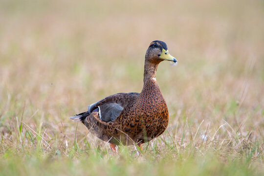 Male mallard duck in a meadow in Asturias.
