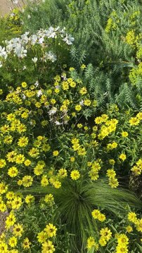 Blooming flowerbed  tiny yellow and white different plants and herbs growing in garden meadow on a sunny summer day. Growing flowers and herbs, gardening